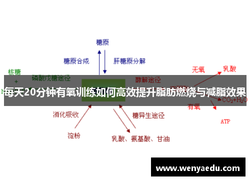 每天20分钟有氧训练如何高效提升脂肪燃烧与减脂效果